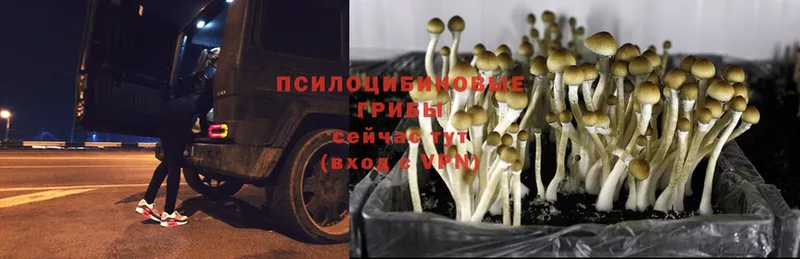 Галлюциногенные грибы Psilocybine cubensis Владикавказ